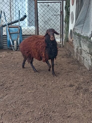 qurban bayrami qoyun sekilleri: Самец, Qala, лет: 1, Для разведения, Самовывоз