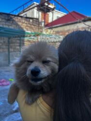 цены на собак: İt satılır at lalafo.az цены на собак: İt satılır