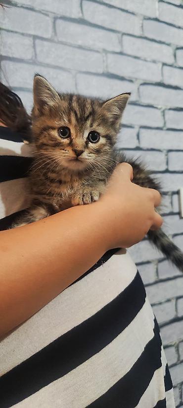 Продажа кошек: Отдам котят в хорошие руки. 3 мальчика 2 девочки. Котята домашние не — 3
