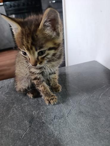 котята простые: 2 месяца, Мальчик, Приучена к лотку — 1