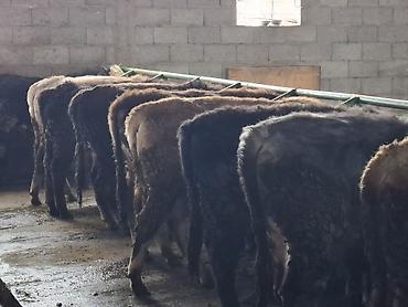 Коровы, быки: Продаю | Бык (самец) | Алатауская | На откорм | Племенные, Привязанные at lalafo.kg — 4 Коровы, быки: Продаю | Бык (самец) | Алатауская | На откорм | Племенные, Привязанные — 4