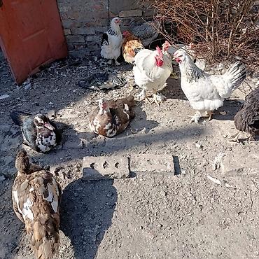 чип карты: Продаются утки, курочки и питушки. Утки от 4 до 6 месяцев, курочки и — 7