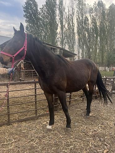Продам с/х животных: Продаю | Кобыла (самка) | Першерон | На забой, Для разведения, Рабочий | Племенные, Осеменитель, Мерин — 5