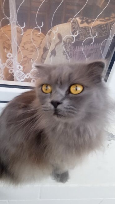 sudluk inekler satışı: Шотландская, Самка, Платная доставка