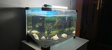 Akvariumlar: Dördbucaq akvarium, Boş, 33 l, Ünvandan götürmə — 2