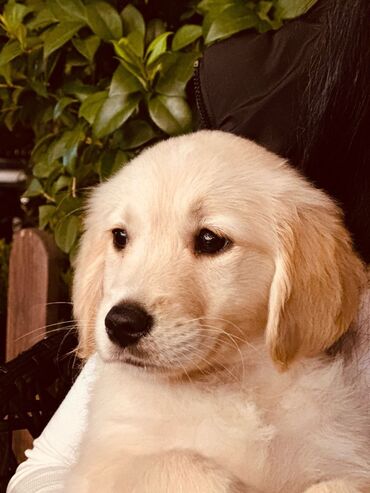 sirin itler: Retriever, 2 ay, Dişi