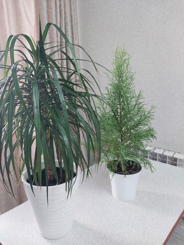 декоративные комнатные растения: Продаю цветы драценну с кипарису