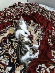 Pişiklər: Türk anqora, Dişi, Yaxşı əllərə, Ünvandan götürmə -da lalafo.az — 21 Pişiklər: Türk anqora, Dişi, Yaxşı əllərə, Ünvandan götürmə — 21