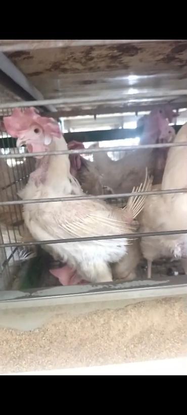 yumurtlayan toyuqlar satilir: Yumurta toyuqları – qəfəs sistemində Məhsul təsviri: - Ağ rəngli — 1