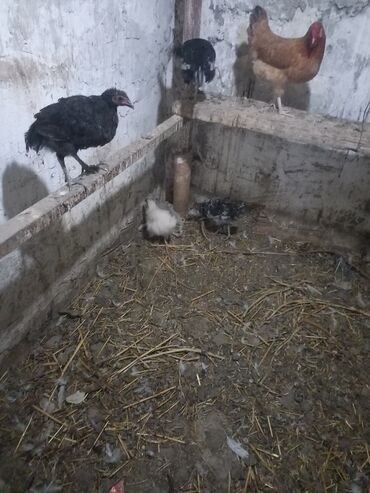 sort toyuqlar: Məhsul: Ev quşları – toyuq və cücə qarışığı.2 si kecen iiln toyuqdu