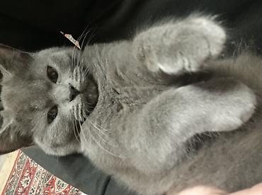 cat ruletka: Şotland, Dişi, Ödənişli çatdırılma, Ünvandan götürmə — 3