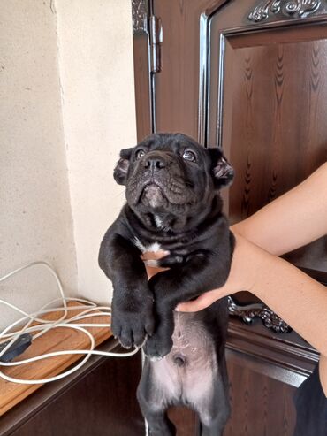 İtlər: Kane-Korso, 1 ay, Erkek