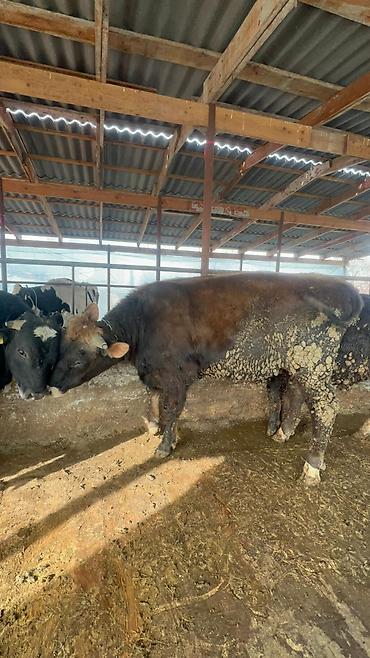 Коровы, быки: Продаю | Бык (самец) | Полукровка, Голштин, Швицкая | На забой | Привязанные — 8