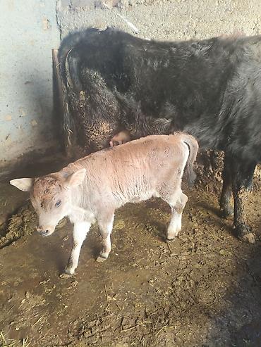 Коровы, быки: Продаю | Корова (самка) | Для молока | После отела — 5