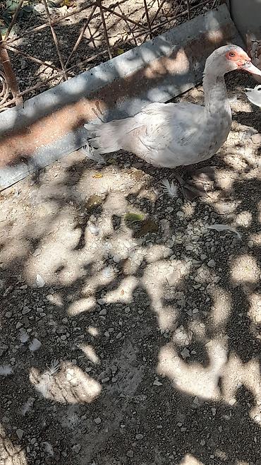 pulcuqlu heyvanlar hansılardır: Məhsul: Ördeklər (fərqli rəng və növlər) Təsvir: göy macar lal ördek — 5