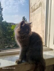 pişik daşıma: Şotland uzun tüklü, Erkək, Yaxşı əllərə, Ünvandan götürmə