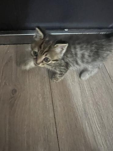 кошка породистые: 1 месяц, Мальчик, Приучена к лотку — 1