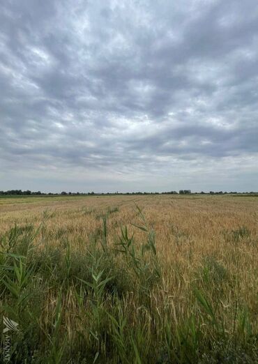 уй сатылат калыс ордо: 200 соток, Айыл чарба үчүн, Кызыл китеп, Сатып алуу-сатуу келишими