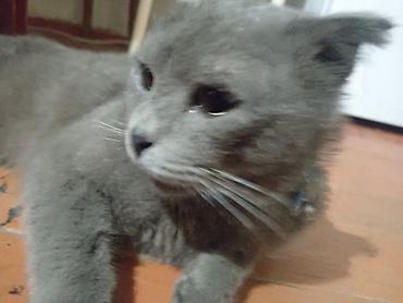 Кошки: Русская голубая, Самец, В добрые руки, Самовывоз — 4