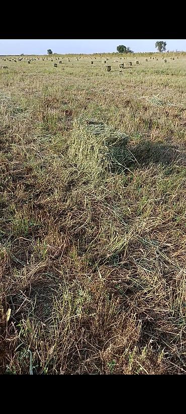 ячмень мука: Сено в тюках,,650 штук - Прессованные прямоугольные тюки полевого — 2
