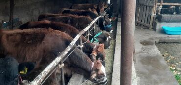 продаю музоо торпок корова самка бык самец айрширская ангус алатауская на забой для разведения на откорм племенные нетель привязанные: Продаю | Тёлка | На откорм, Для молока