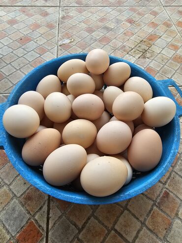 домашние яйца цена бишкек: Продаю домашние яйца от деревенских кур