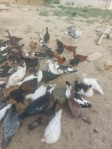 Muscovy ördəkləri və qarışıq ev quşları sürüsü - Sürüdə müxtəlif