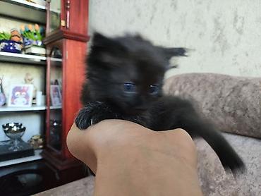 котята норвежской лесной кошки: Майнкун метисы Отец - дворовой крутыш🦁(крупный) Мать - Майнкун к — 8