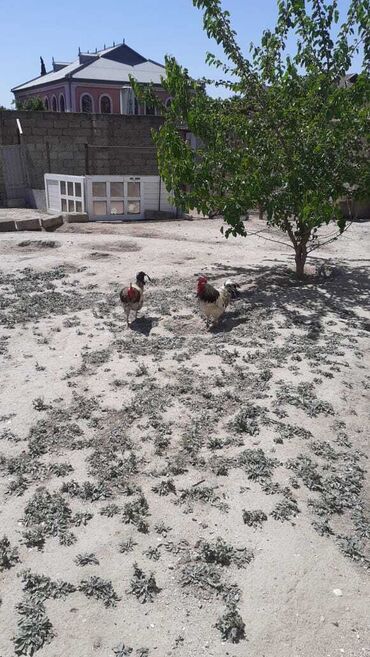Xoruzlar: Xoruz, il: 1, Ünvandan götürmə