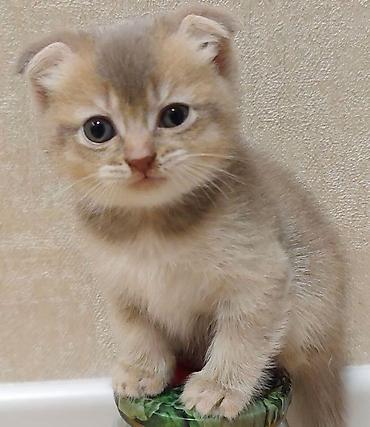 Pişiklər: Skottish Fold balaları - Cins: Scottish Fold (qatlanmış qulaqlı) - — 1