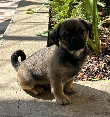 İtlər: Mops, 5 ay, Erkek, Sənədli — 2