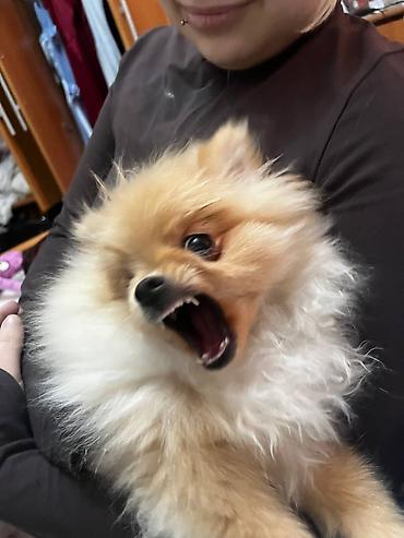 Продажа собак: Шпиц, 7 месяцев, Самка, С прививкой — 11