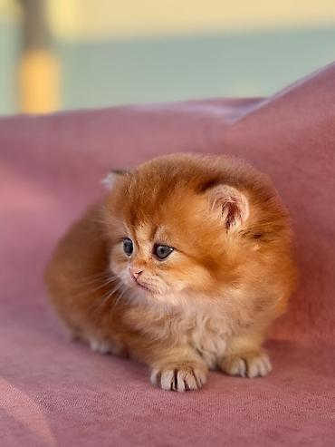 Кошки: Британская — 7