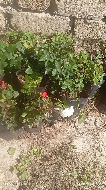 Çöl bitkiləri: Çöl bitkiləri -da lalafo.az — 9 Çöl bitkiləri: Çöl bitkiləri — 9