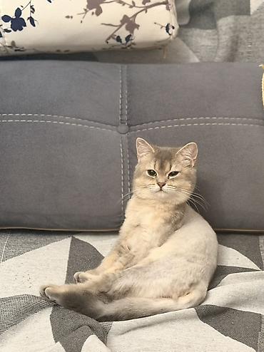 tüksüz pişik cinsi: Şinşilla, Dişi, Ünvandan götürmə — 2
