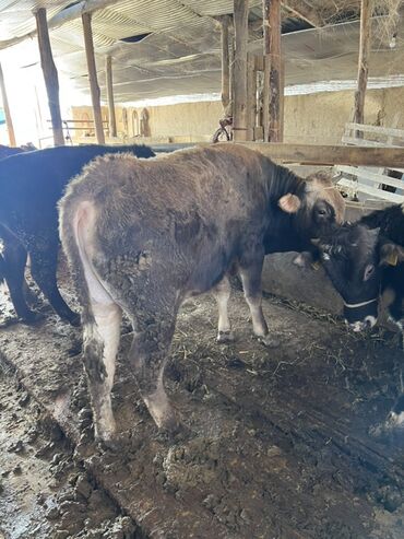Коровы, быки: Продаю | Корова (самка) | Полукровка | На откорм | Привязанные — 10