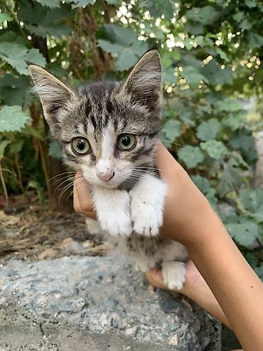 Кошки: Отдам 3-х месячных котят в хорошие руки. В лоток ходить умеют — 5
