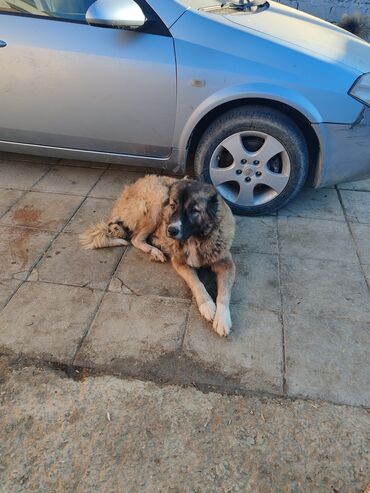 İtlər: Qafqaz çoban iti — 7