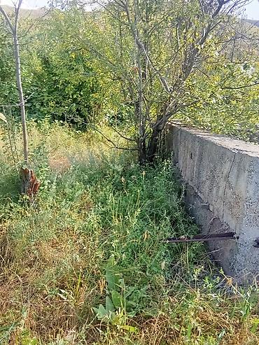 туп: 5 соток, Курулуш, Кызыл китеп — 5