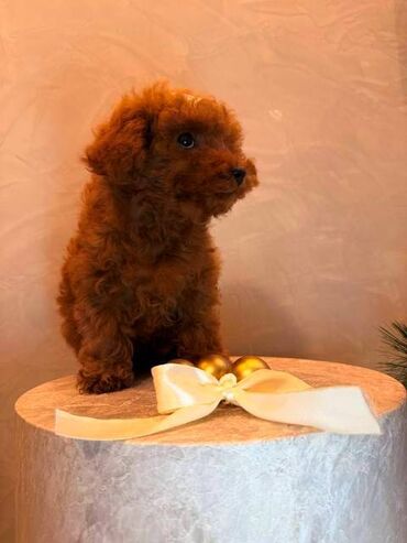 Psi: Toy pudla, žensko štene Odgajivačnica "Team AS Trajkovic" u ponudi ima — 12