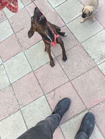 Yemlər: Pitbul satilir unvan sumqayit nasosnu