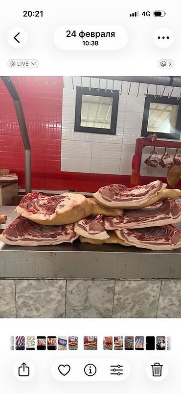 Свинина: ______продажа мяса свинины____ доброго время уважаемые клиенты — 2