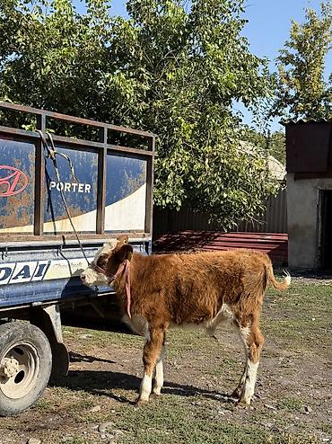 Продам с/х животных: Продаю | Бык (самец) | Симментальская | Для разведения — 3