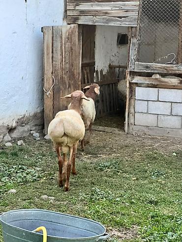 шотландский кошки: Продаю | Баран (самец) | Для разведения — 8