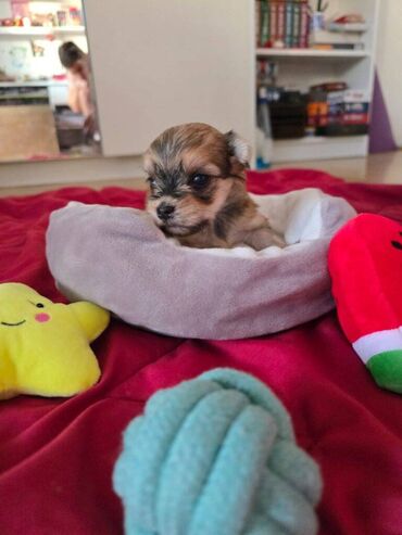 Psi: Štenci havanskog bišona šampionskog porekla iz registrovane — 2