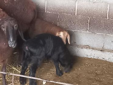 Баран, овца: Продаю | Овца (самка) | Для разведения | Матка — 9