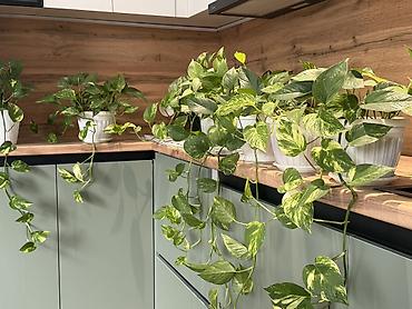 Комнатные растения: Эпипремнум золотистый (Scindapsus/Golden Pothos) в горшке. Горшок 🎁 в — 2