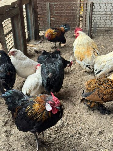 на ферме есть куры козлы и коровы: Сатам | Короздор, Тооктор