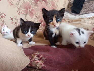 котенок в хорошие руки: Yaxşı əllərə