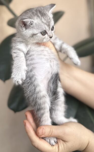 Pişiklər: Şotland — 24